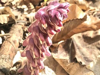 Elkezdtük Annavölgy megújítását